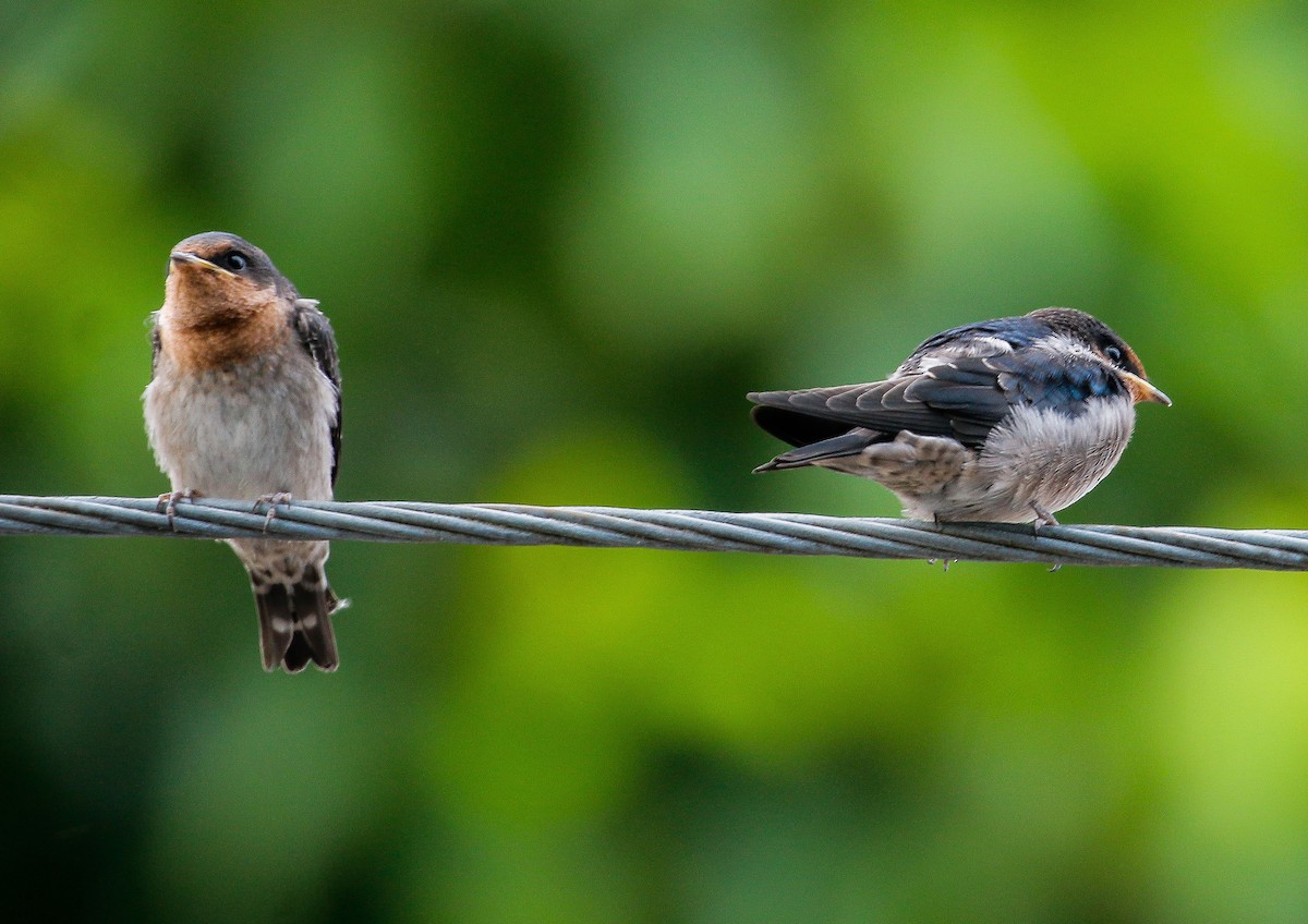 Pacific Swallow - ML620812175