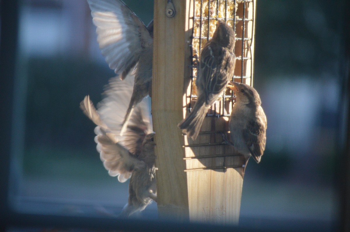 House Sparrow - Christiana Wood