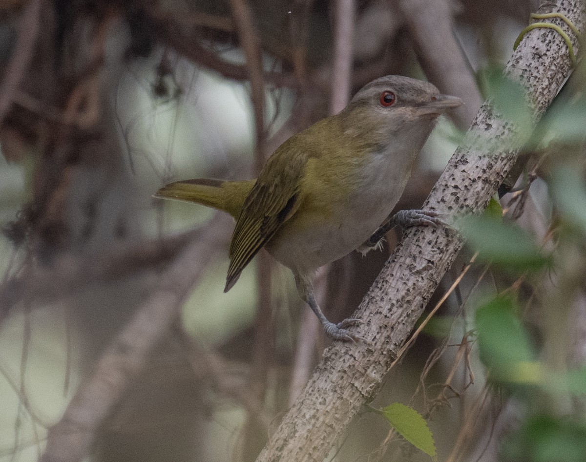 Yellow-green Vireo - ML620812185