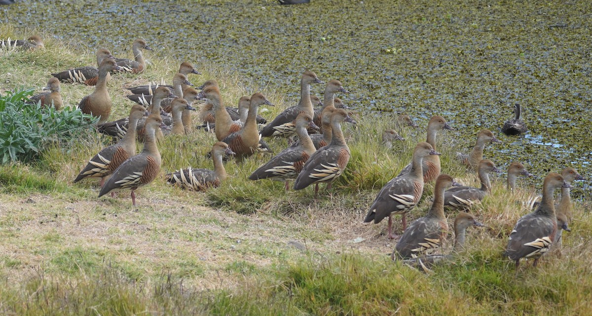 Plumed Whistling-Duck - ML620812187