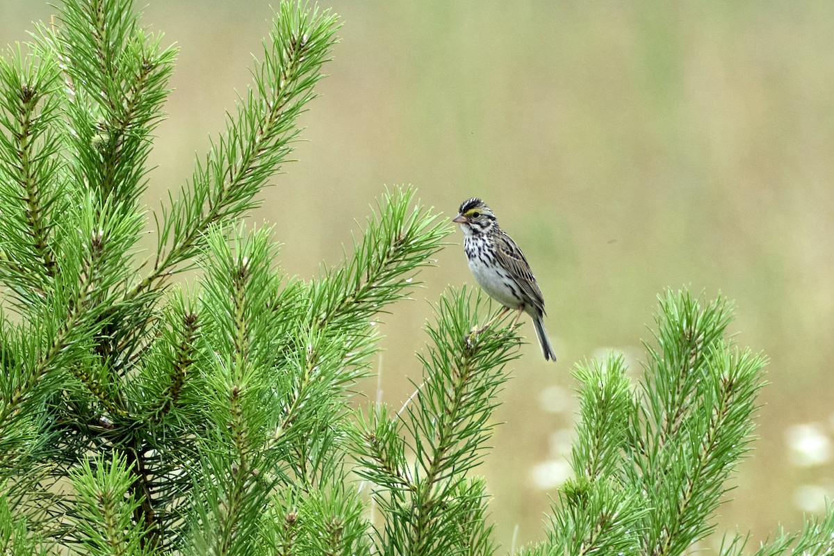 Savannah Sparrow (Savannah) - ML620812189