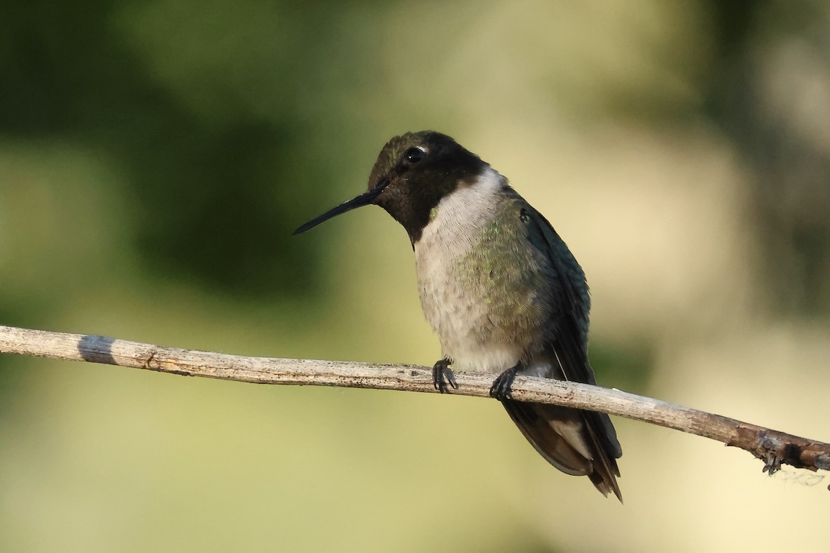 Black-chinned Hummingbird - ML620812190