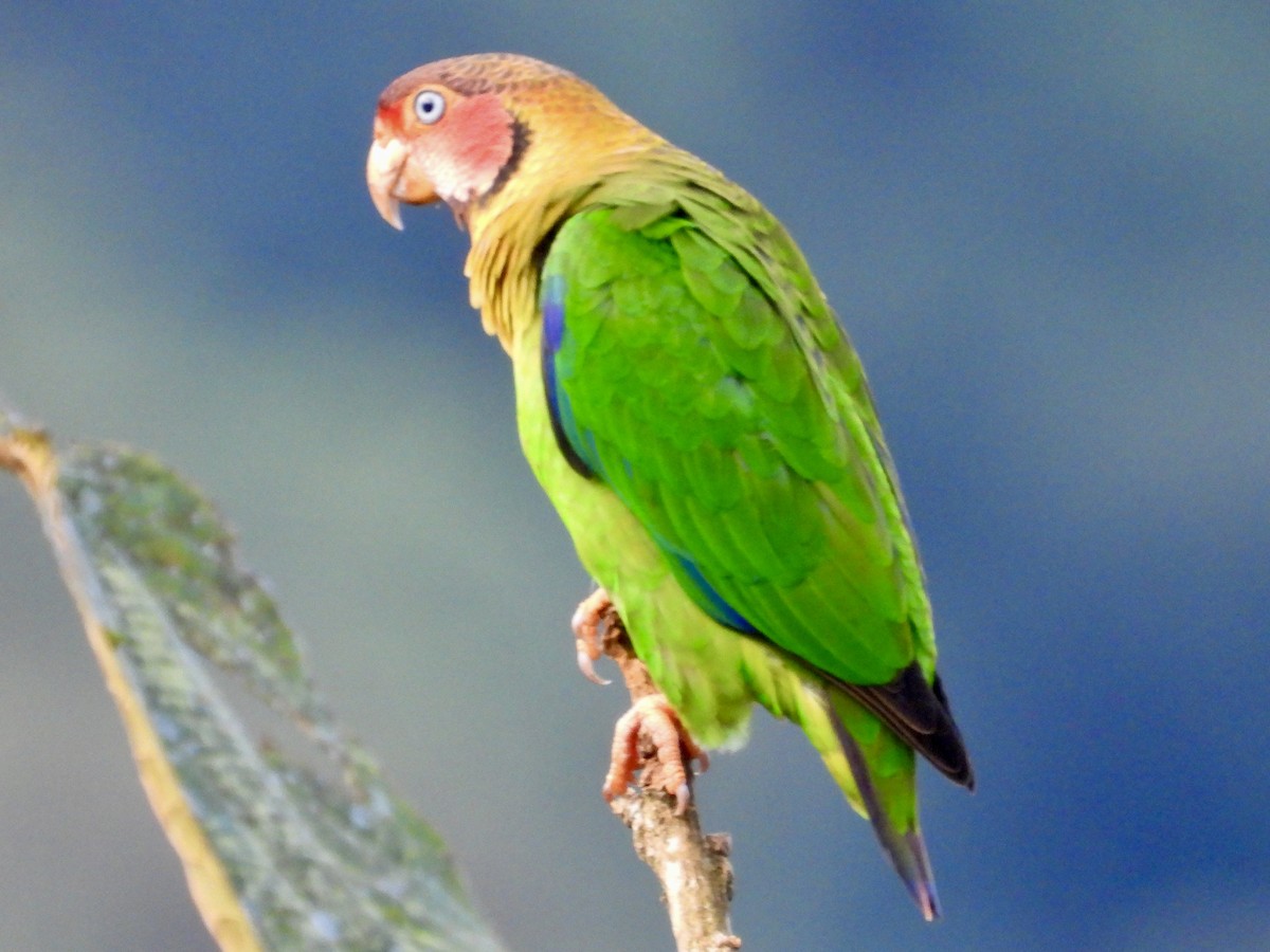 Rose-faced Parrot - ML620812191