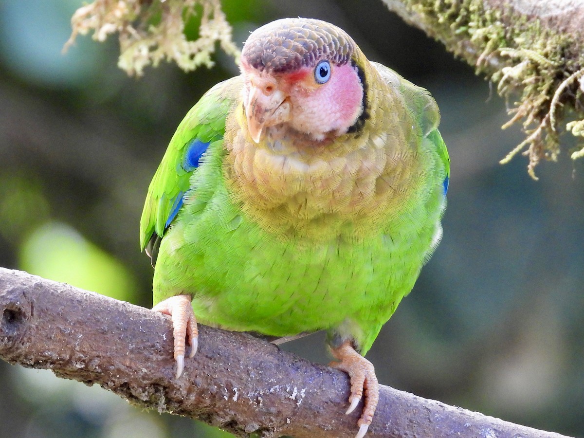 Rose-faced Parrot - ML620812192