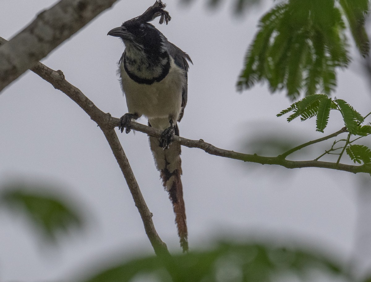 Black-throated Magpie-Jay - ML620812195