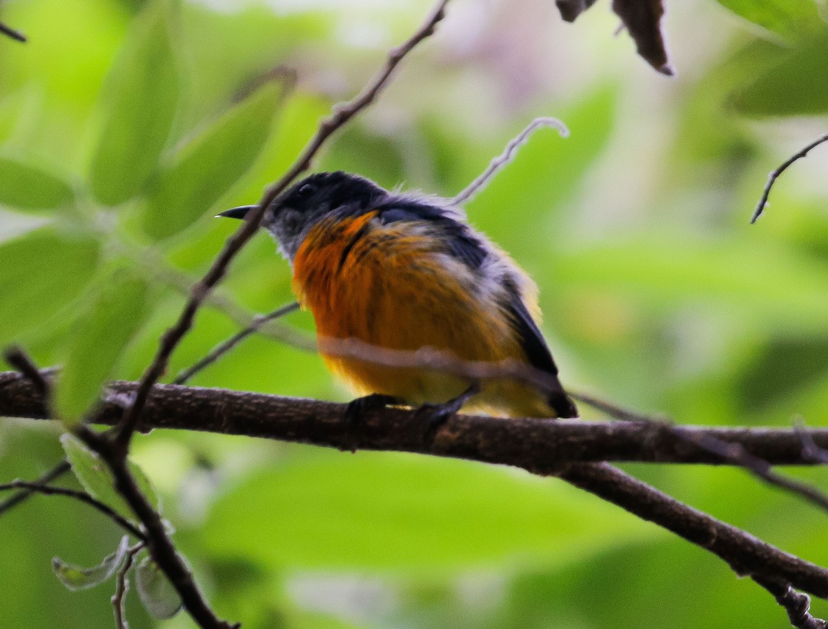 Orange-bellied Flowerpecker - ML620812196