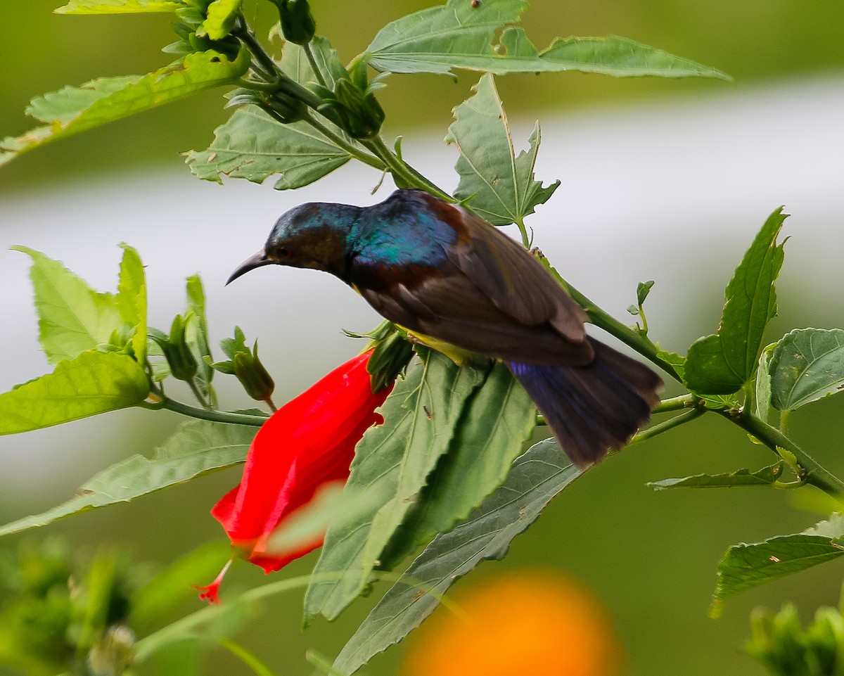 Brown-throated Sunbird - Neoh Hor Kee