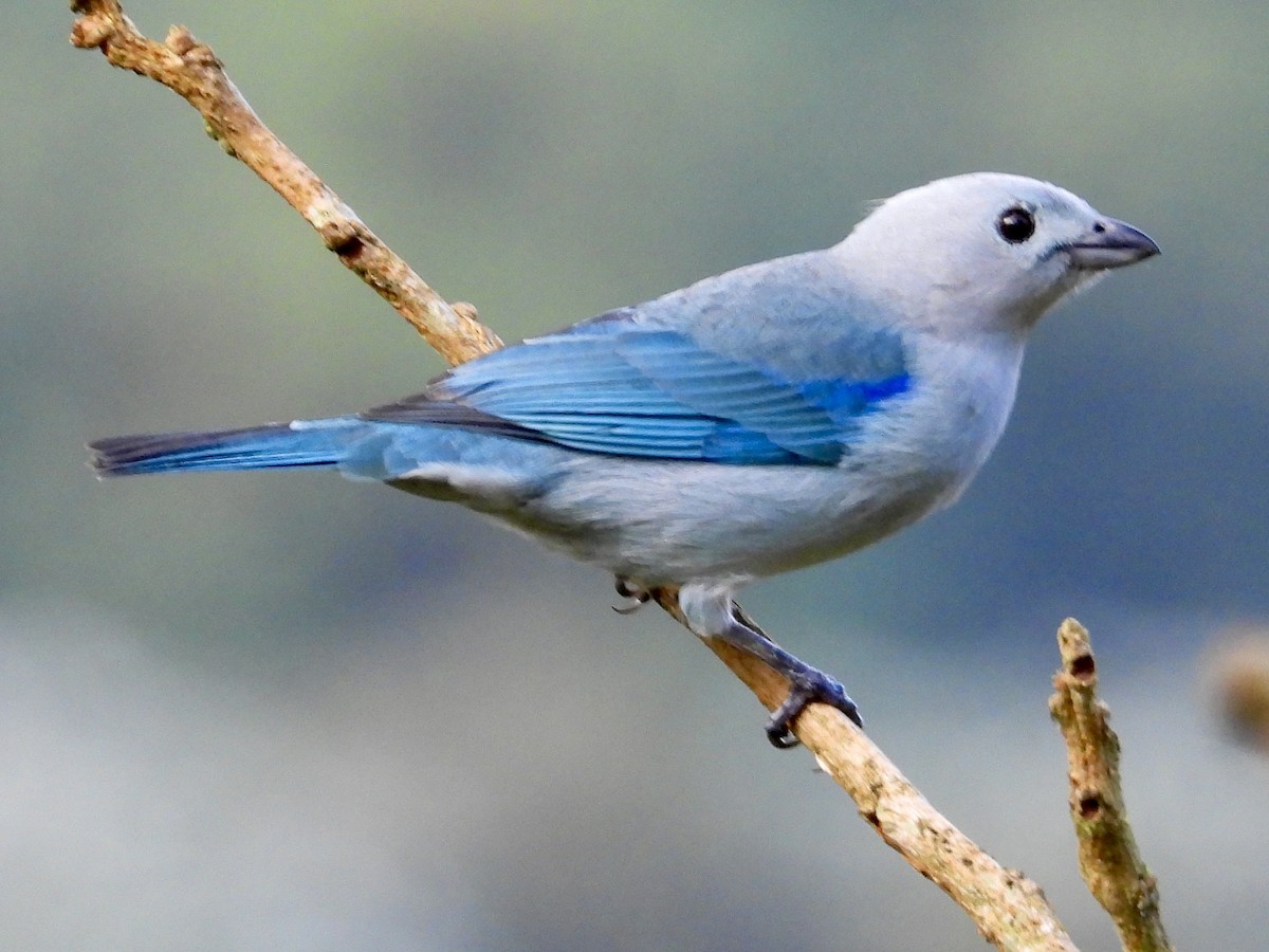 Blue-gray Tanager (Blue-gray) - ML620812205