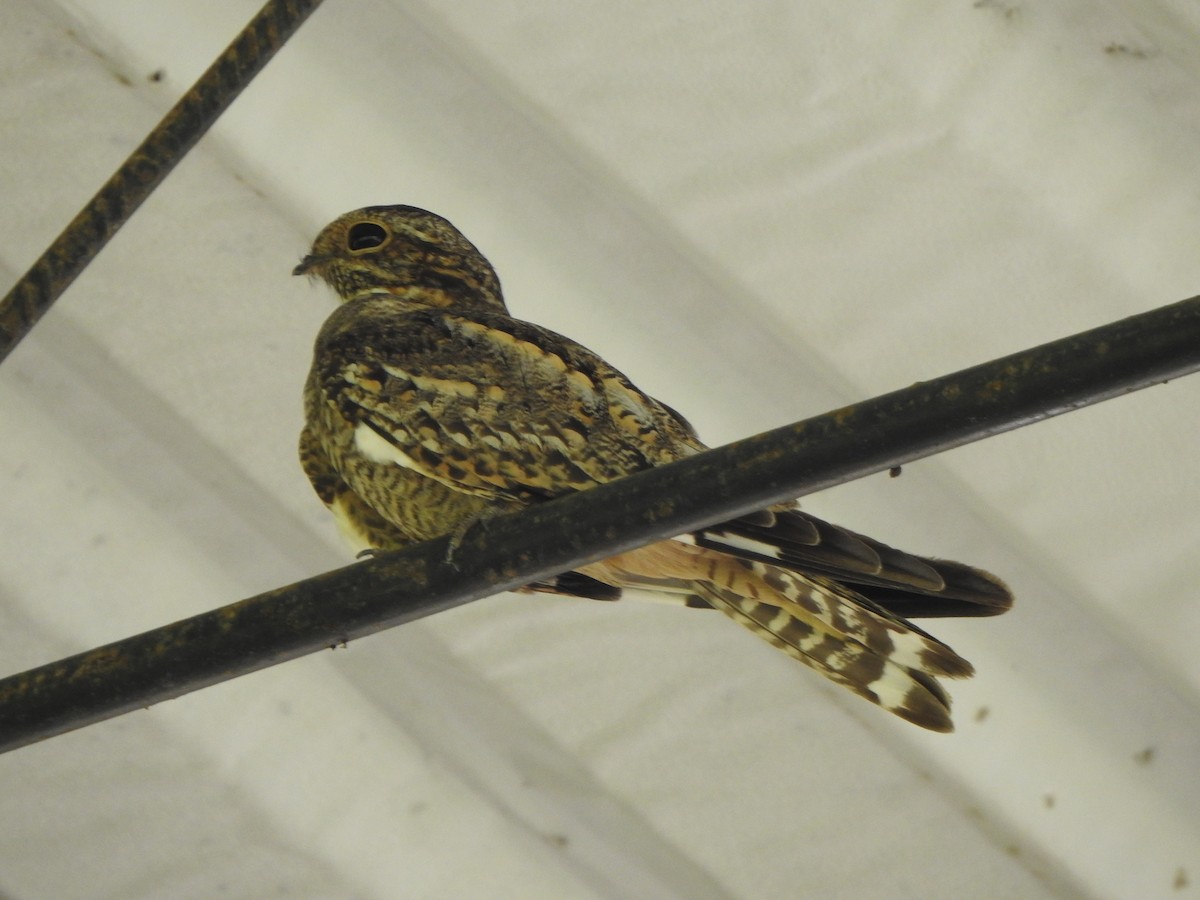 Lesser Nighthawk - ML620812217