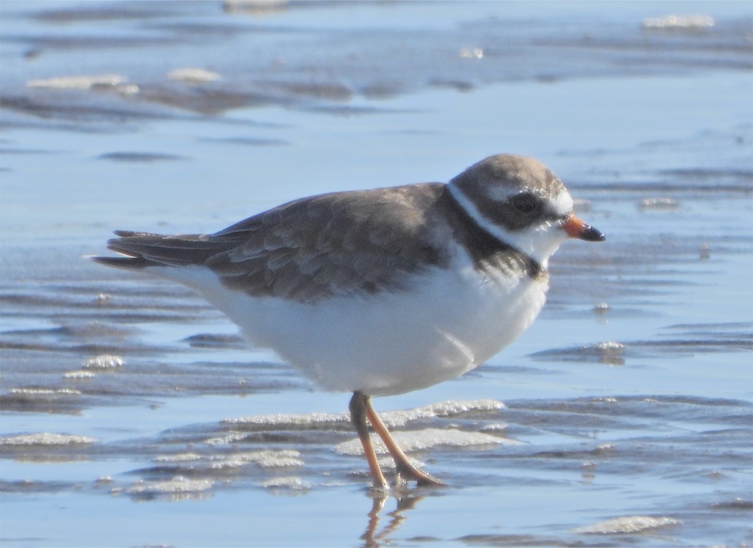 Semipalmated Plover - ML620812222