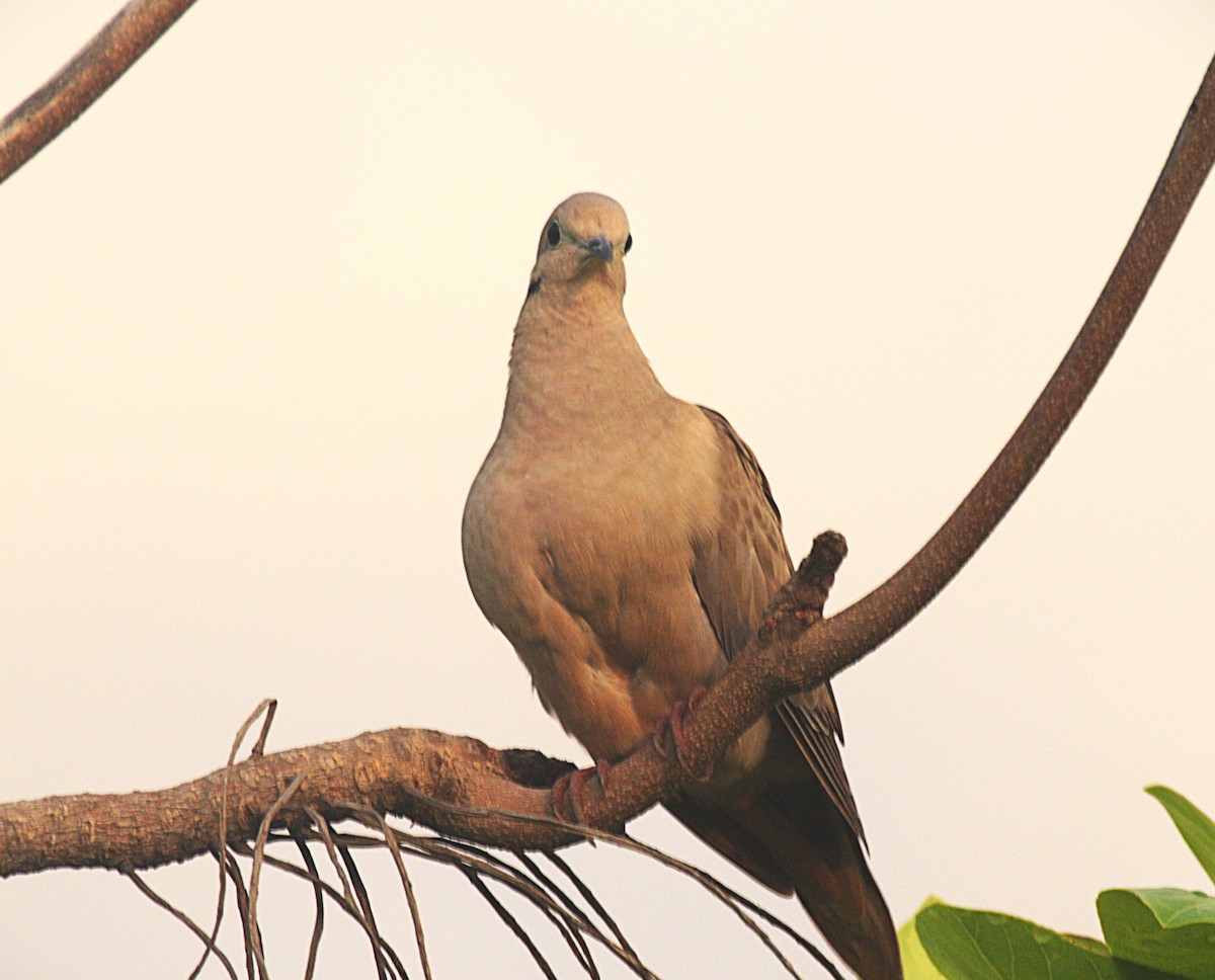 Eared Dove - ML620812223