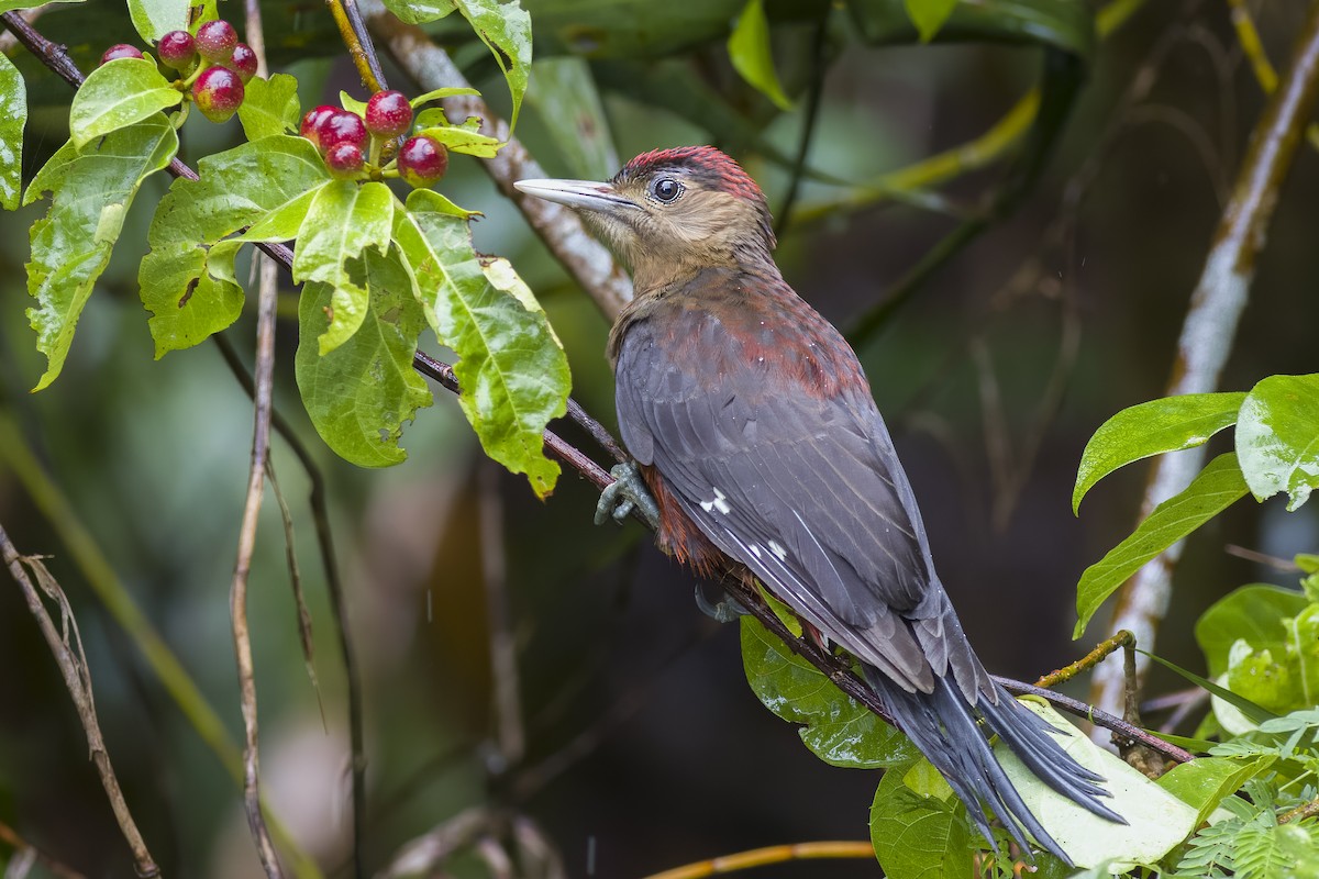 Okinawa Woodpecker - ML620812229