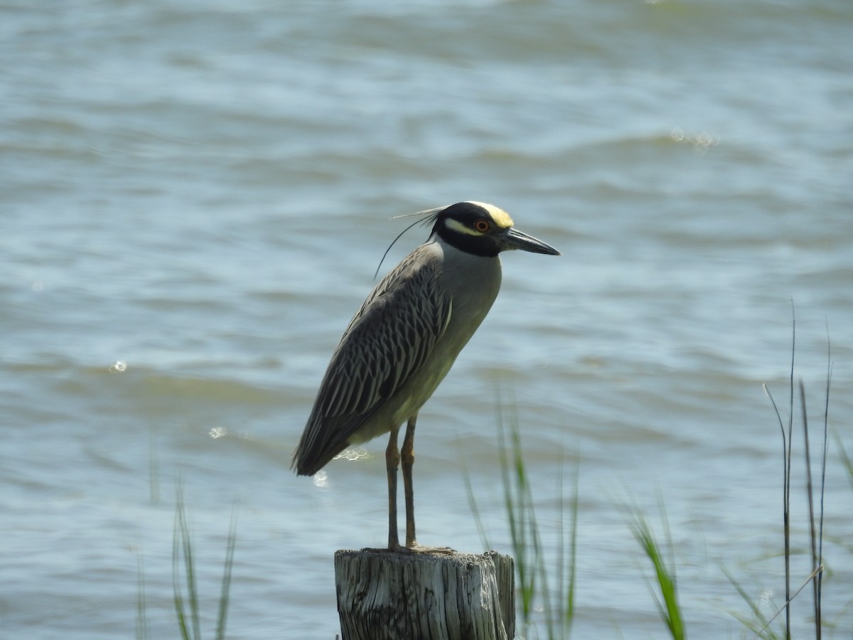 Yellow-crowned Night Heron - ML620812235