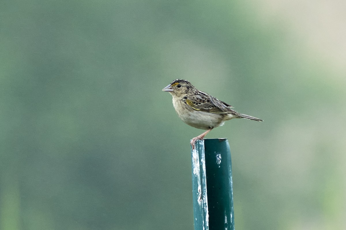 Grasshopper Sparrow - ML620812236