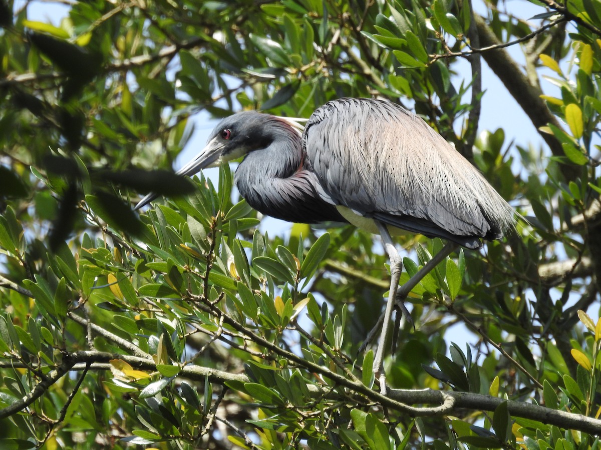 Tricolored Heron - ML620812240