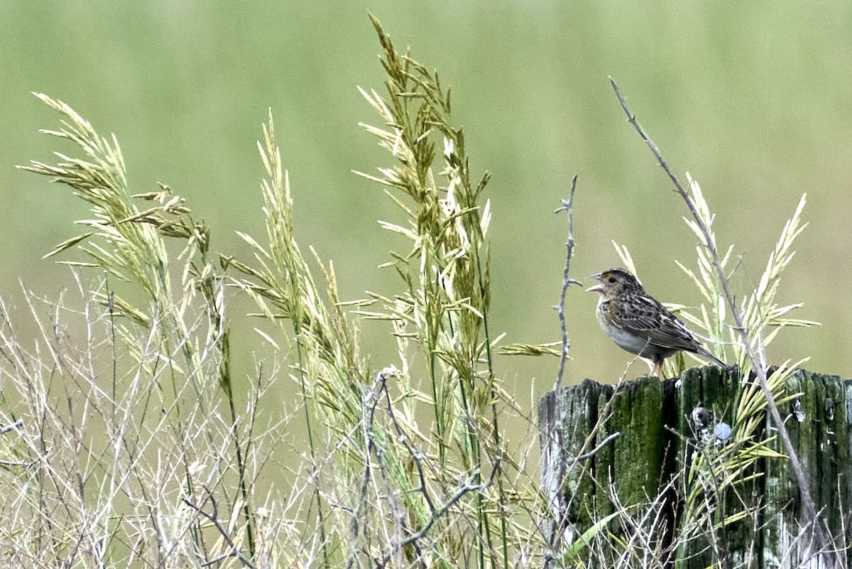 Grasshopper Sparrow - ML620812242