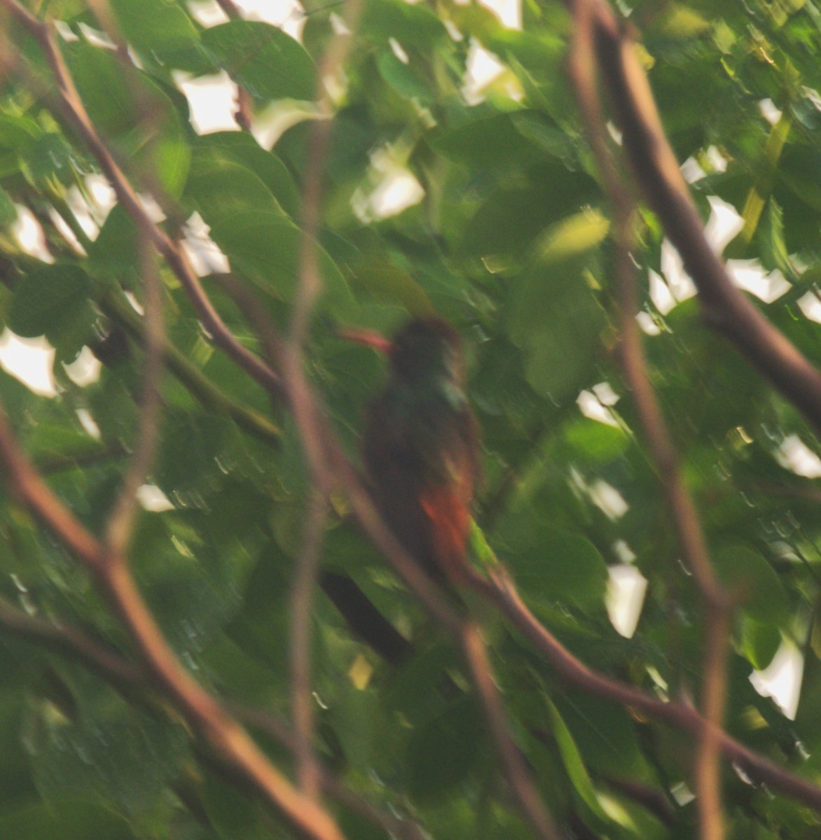 Rufous-tailed Hummingbird - Mateo Gónima