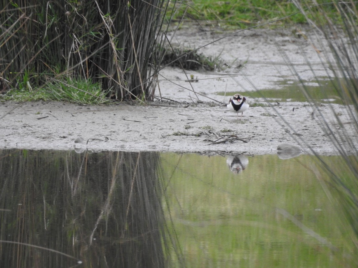 Black-fronted Dotterel - ML620812259