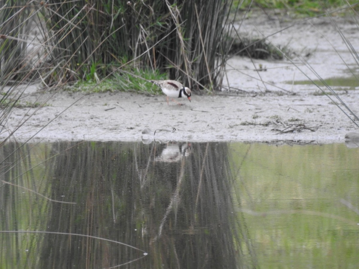 Black-fronted Dotterel - ML620812261