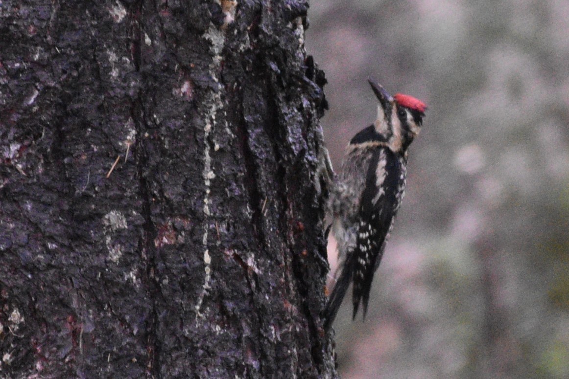 Yellow-bellied Sapsucker - ML620812263