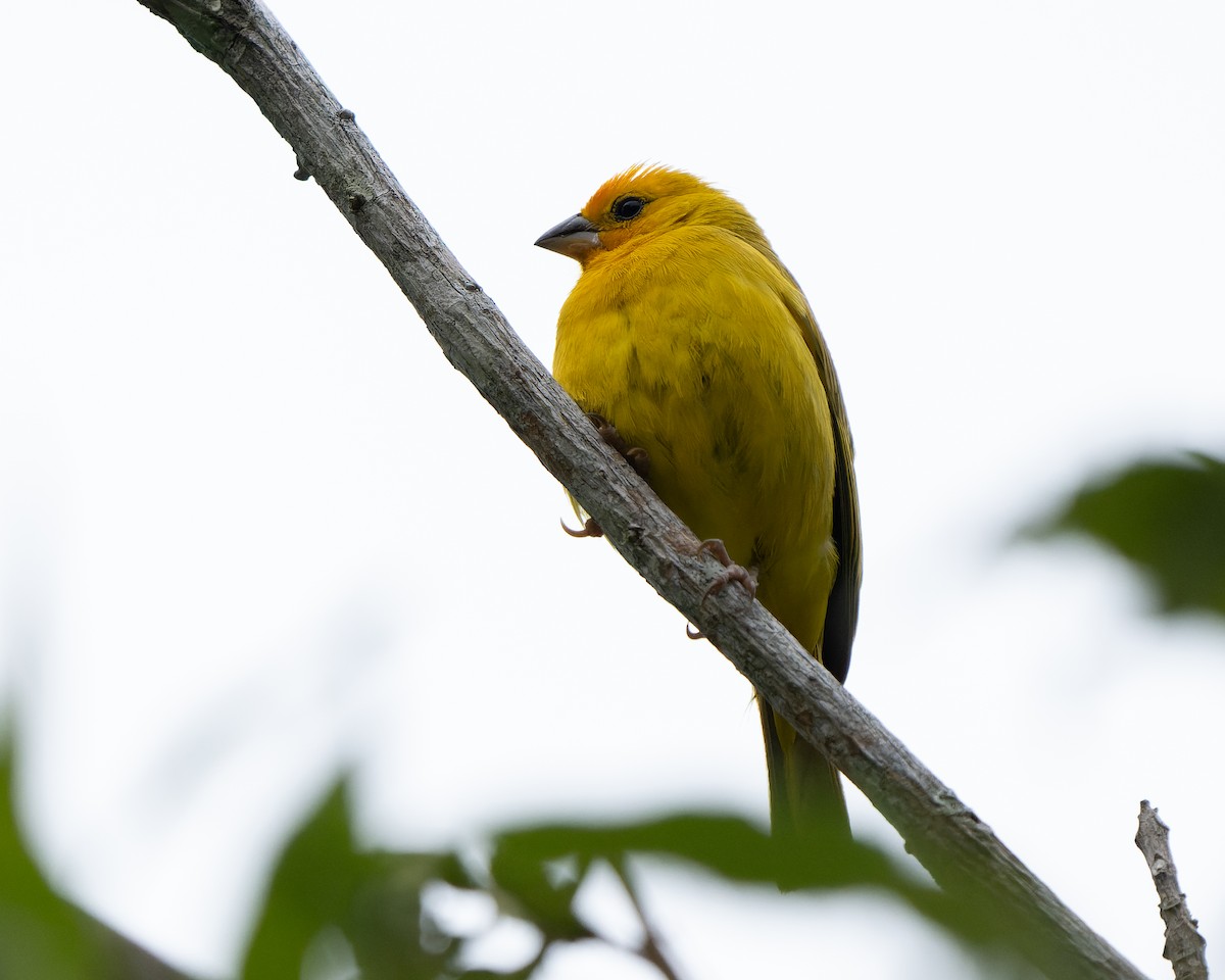 Saffron Finch - ML620812265