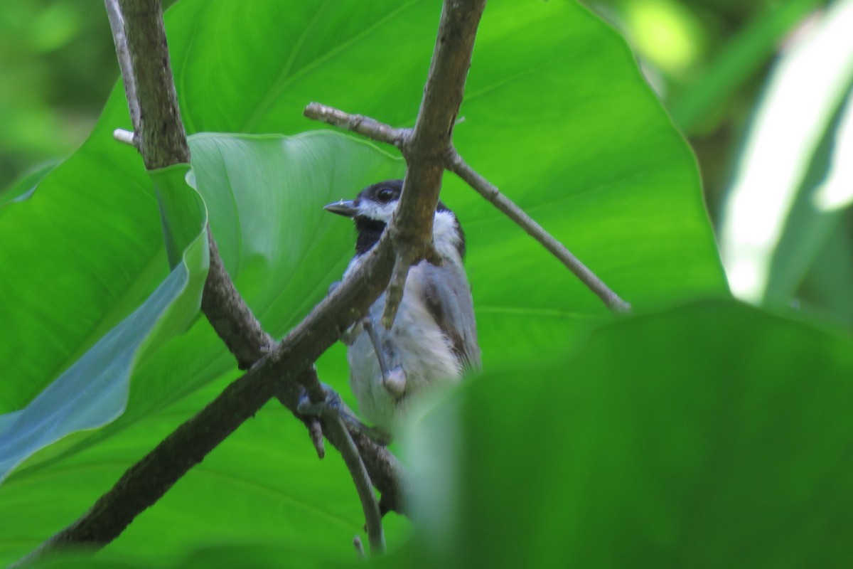 Carolina Chickadee - ML620812267