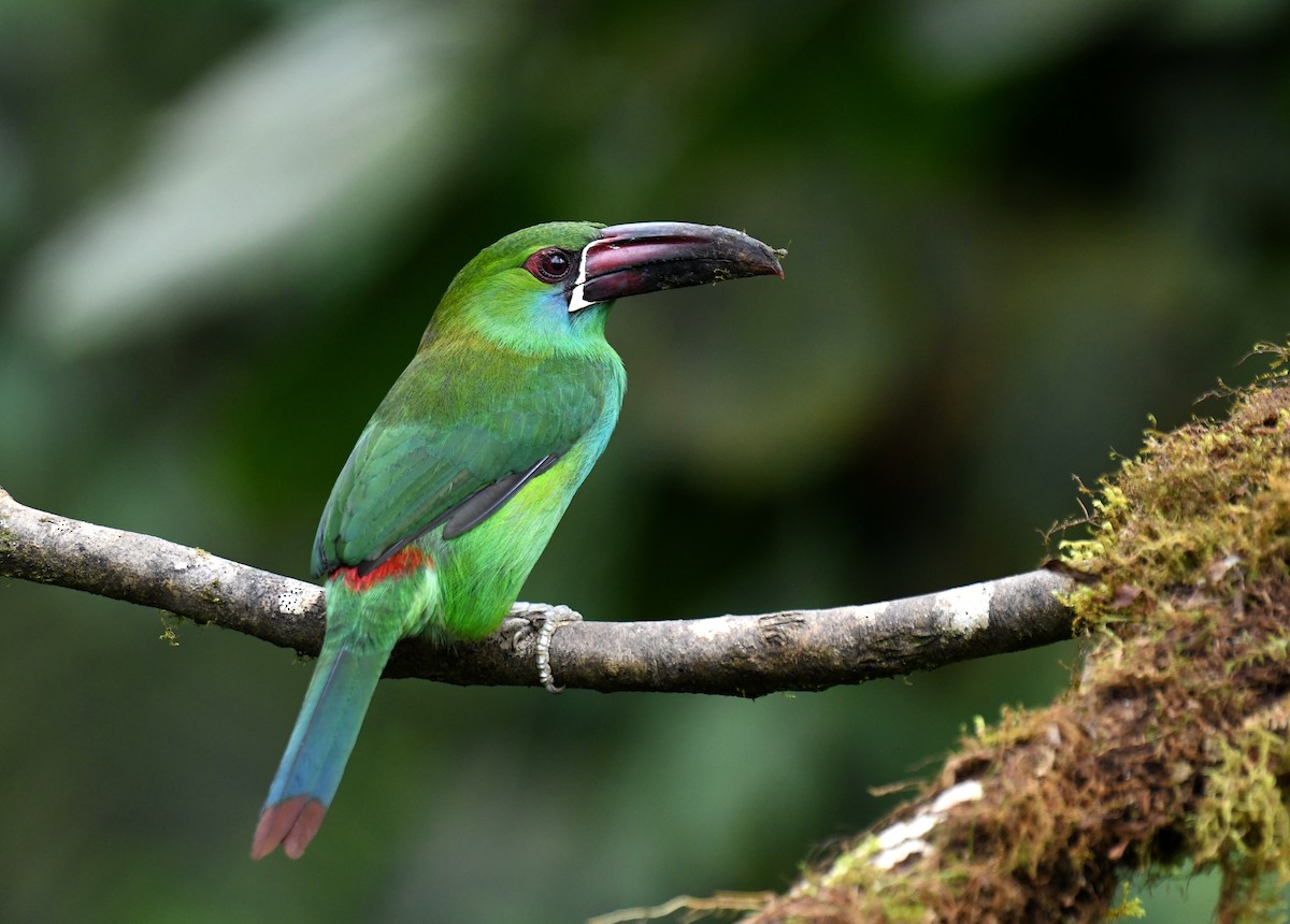 Crimson-rumped Toucanet - ML620812274