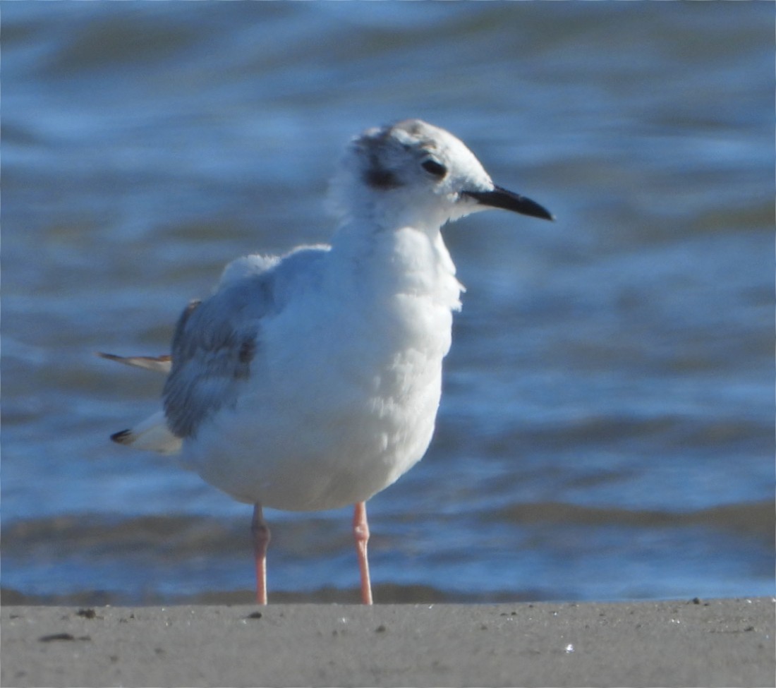 Bonaparte's Gull - ML620812292