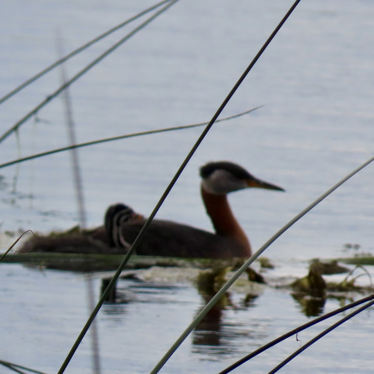 Red-necked Grebe - ML620812293
