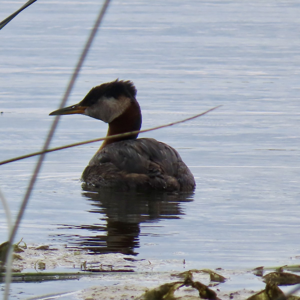 Red-necked Grebe - ML620812294