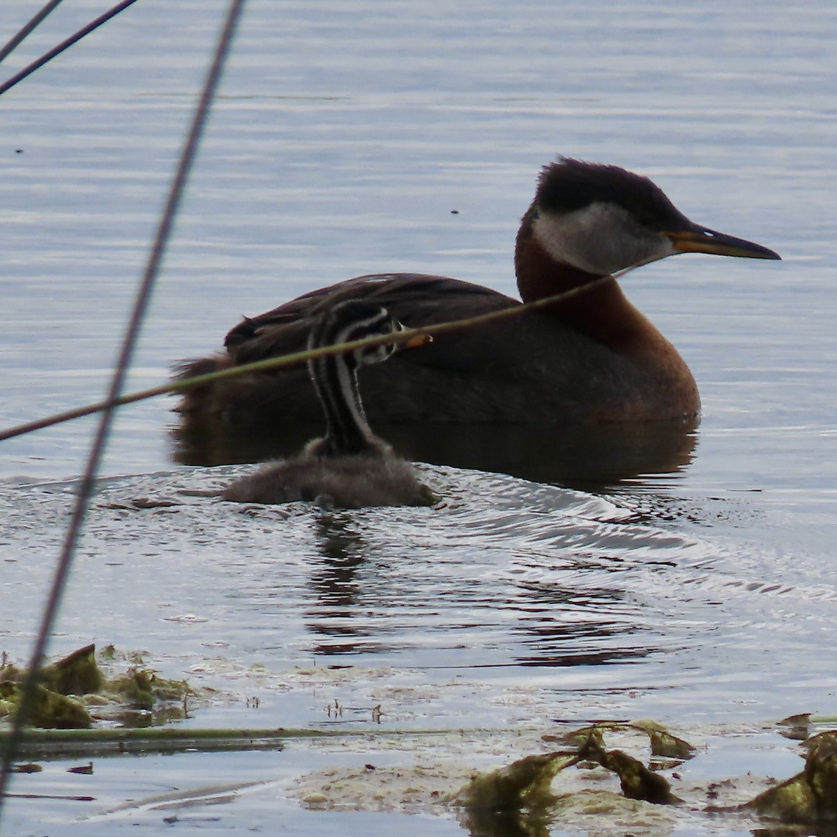 Red-necked Grebe - ML620812295
