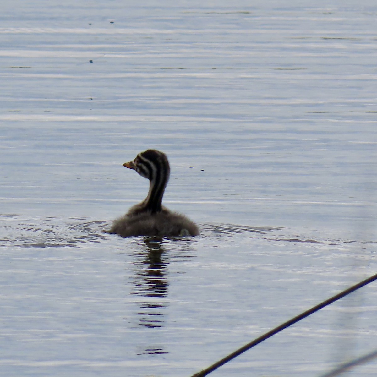 Red-necked Grebe - ML620812296