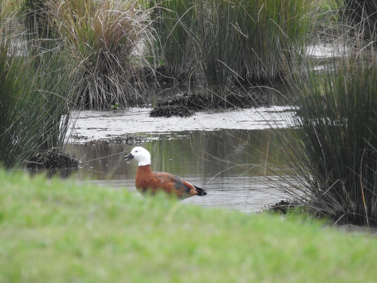 Paradise Shelduck - ML620812300