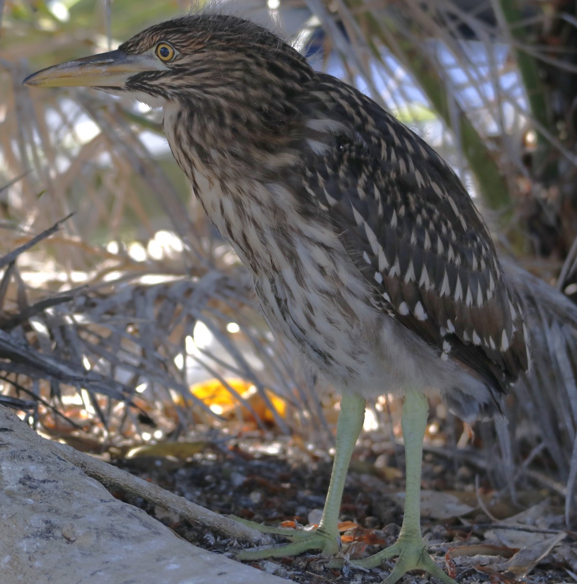 Black-crowned Night Heron - ML620812307