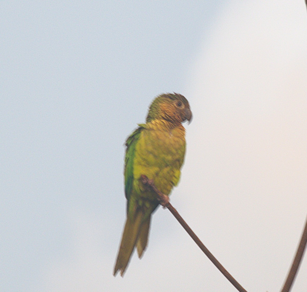 Brown-throated Parakeet - ML620812309