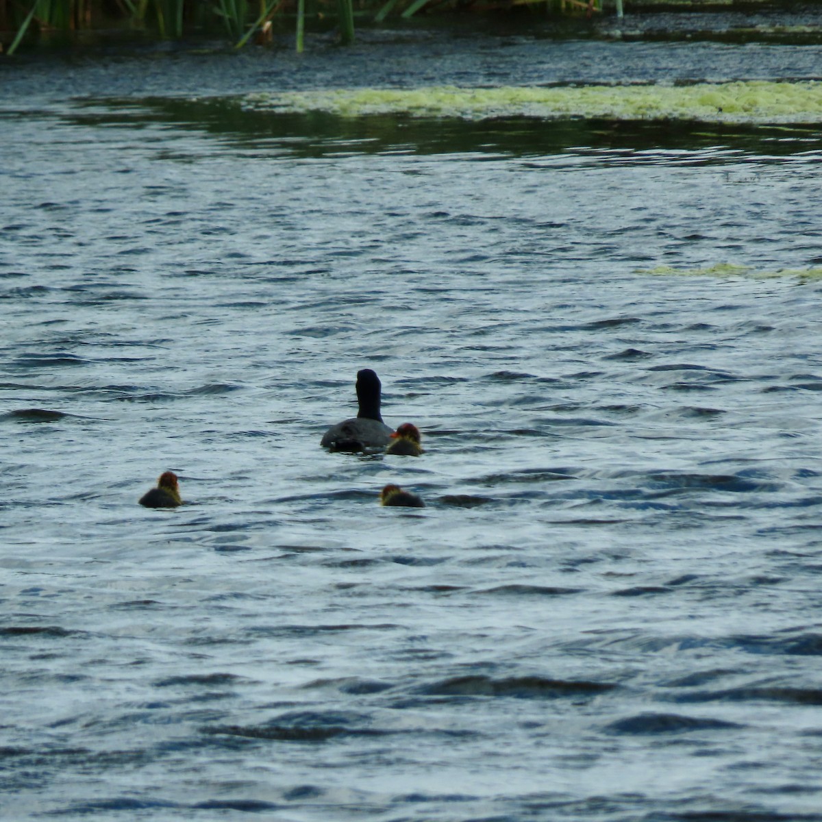 American Coot - ML620812312