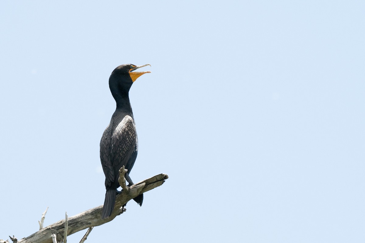 Double-crested Cormorant - ML620812313