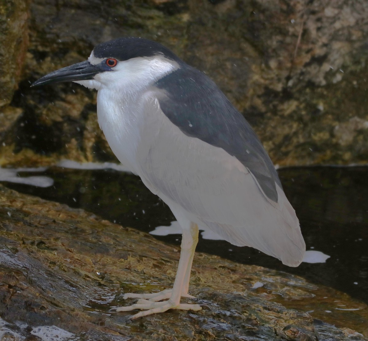 Black-crowned Night Heron - ML620812316