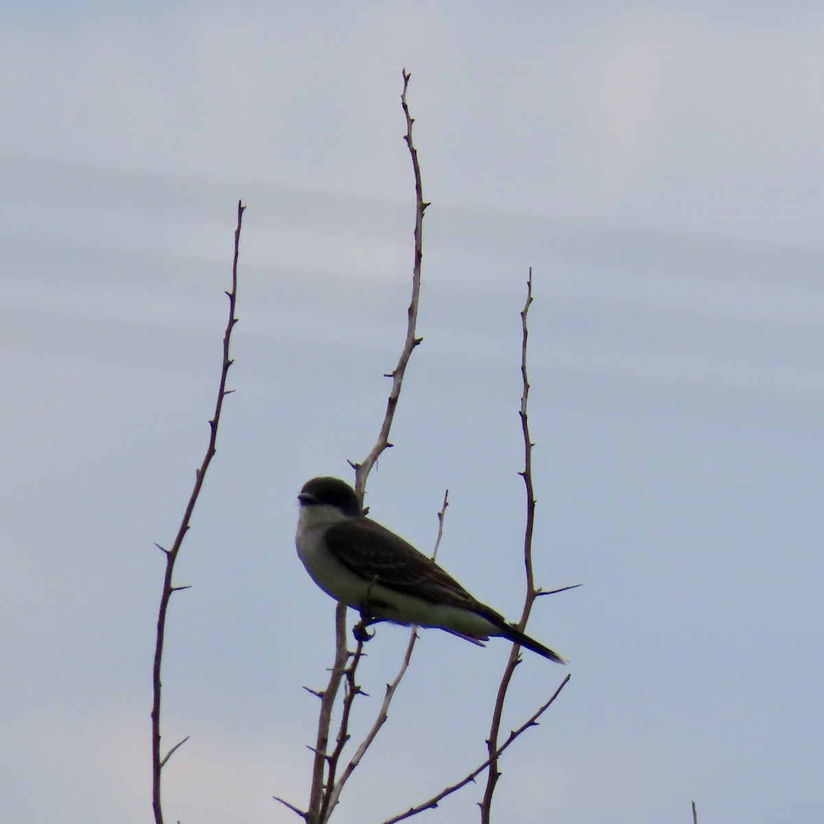 Eastern Kingbird - ML620812323