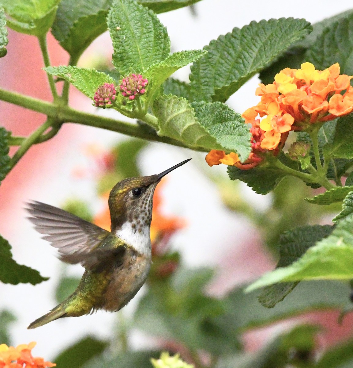 Bumblebee Hummingbird - ML620812327