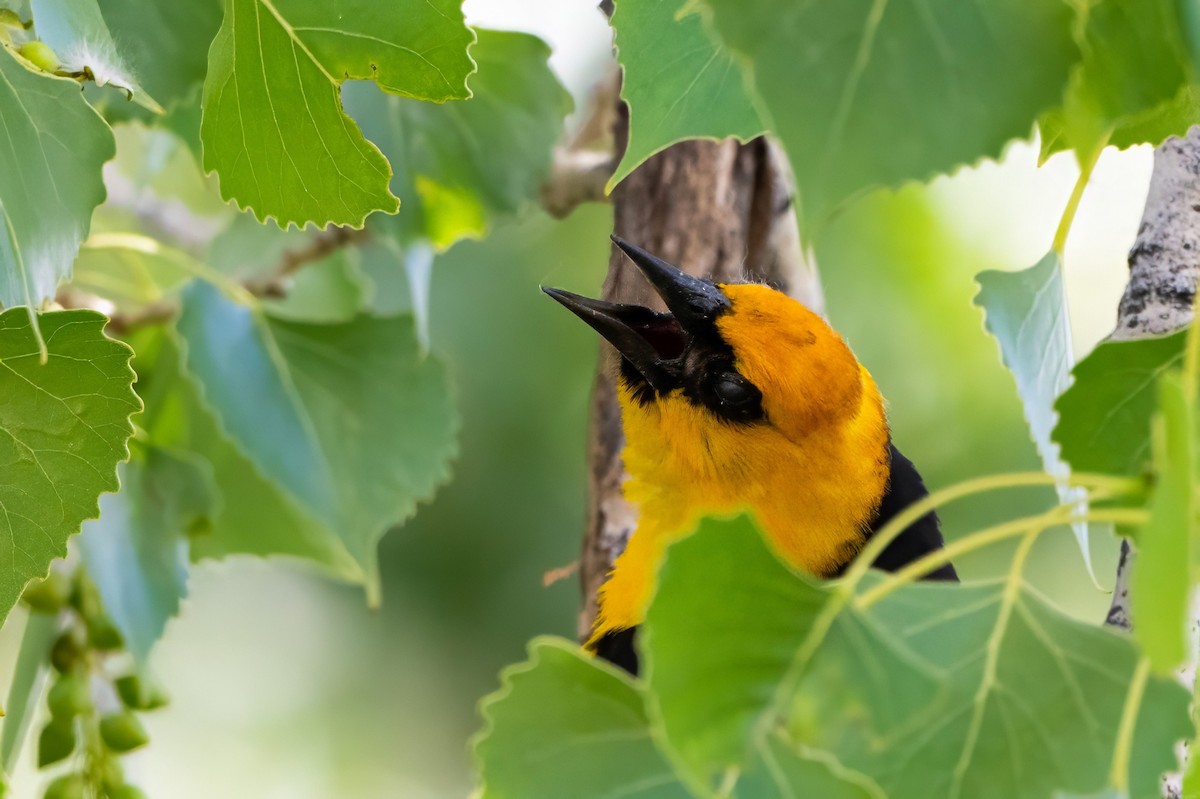 Yellow-headed Blackbird - ML620812328