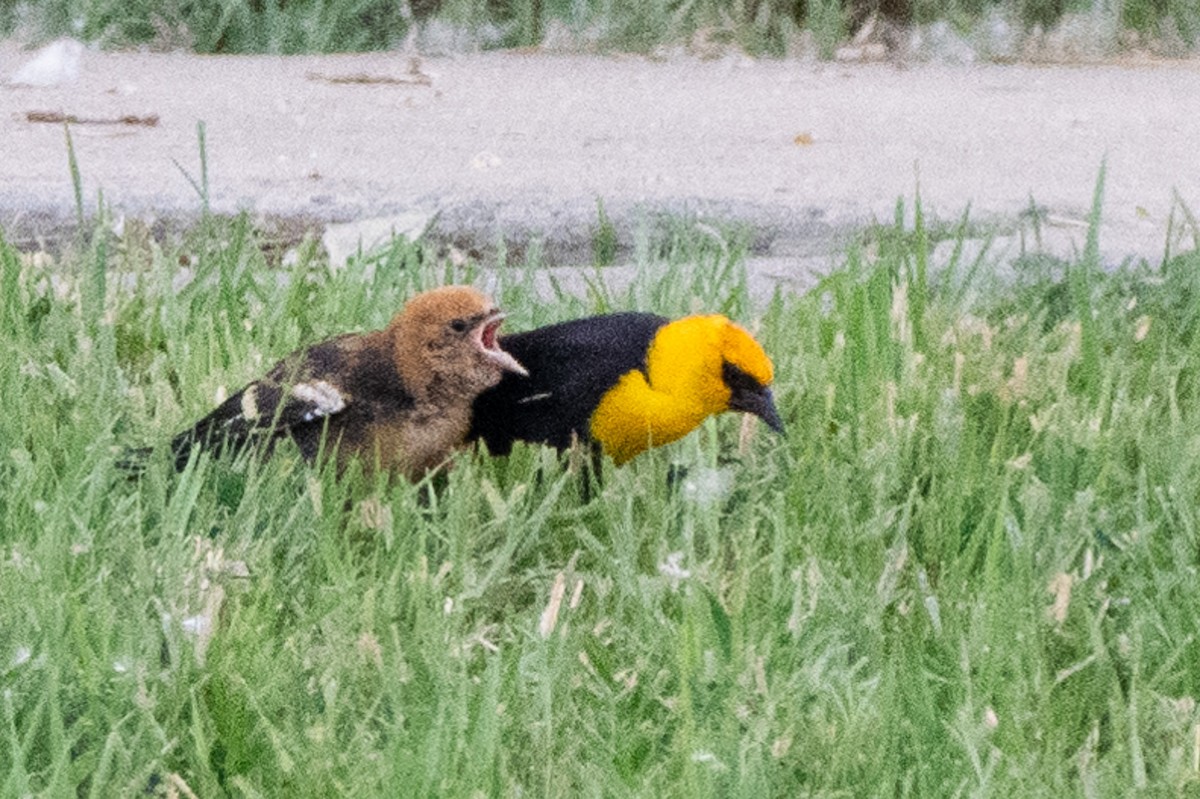 Yellow-headed Blackbird - ML620812329