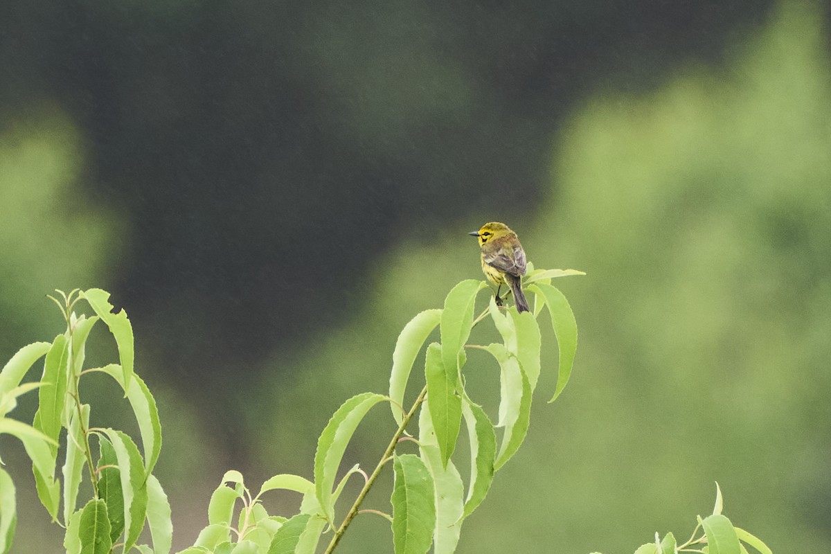 Prairie Warbler - ML620812334