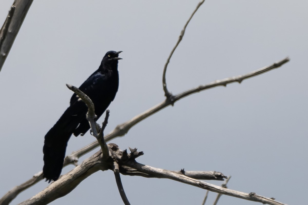 Great-tailed Grackle - Cello C-T