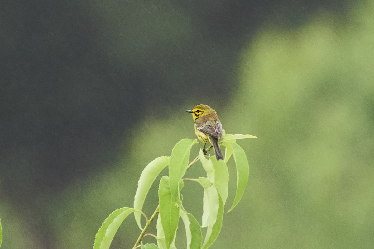 Prairie Warbler - ML620812341