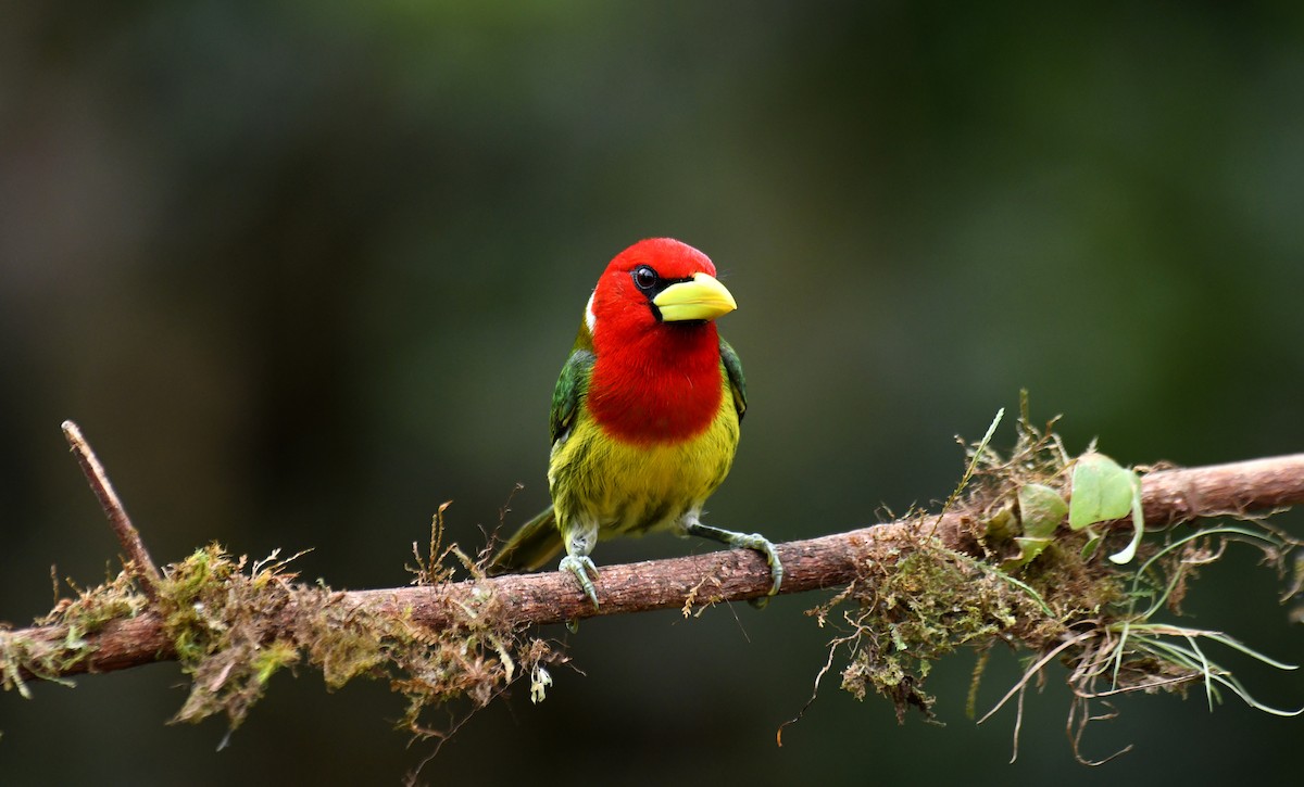 Red-headed Barbet - ML620812342