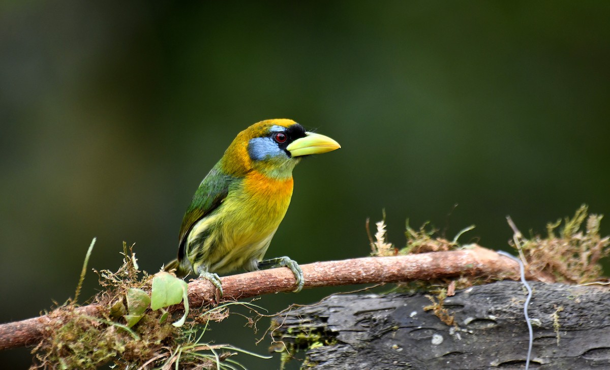 Red-headed Barbet - ML620812345