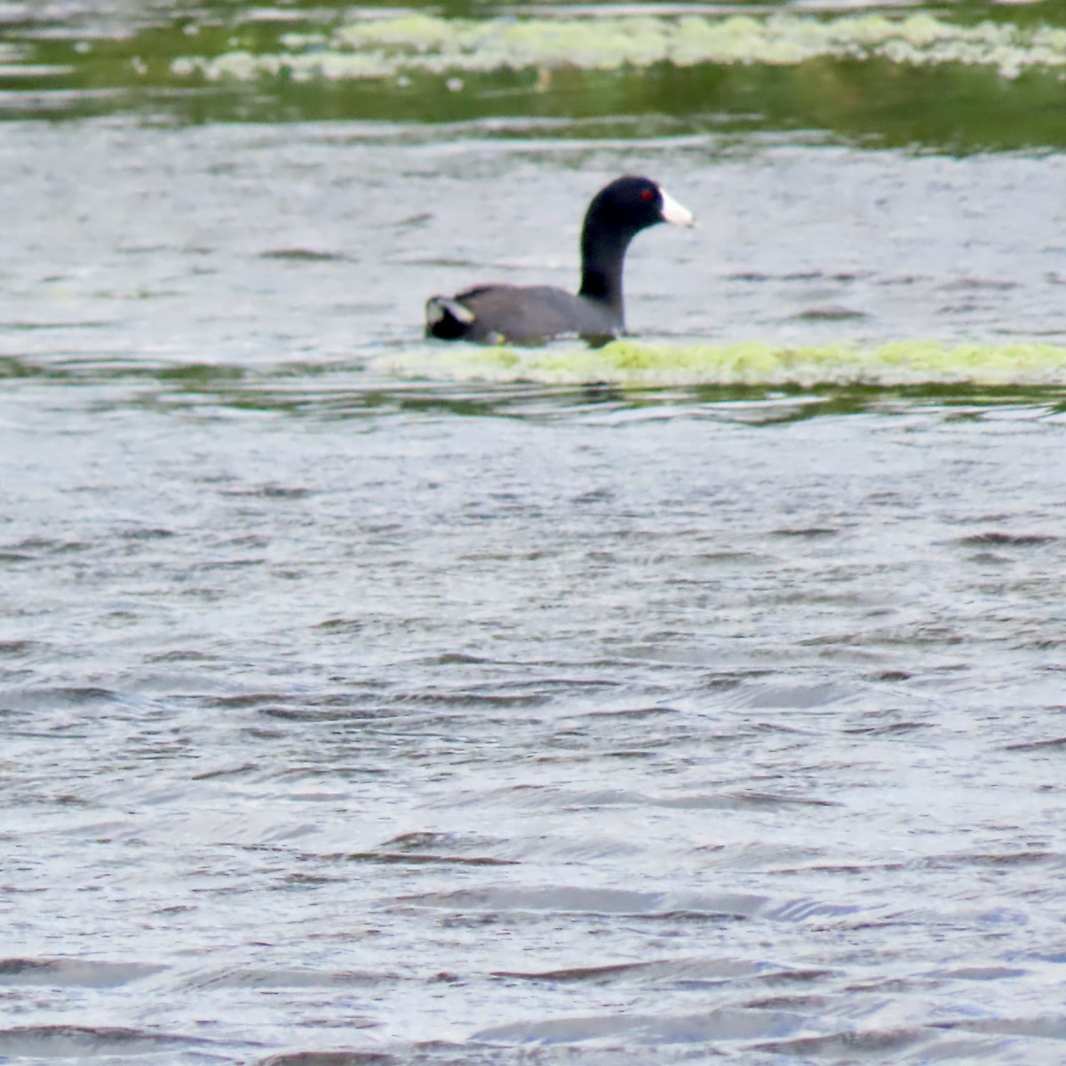 American Coot - ML620812353