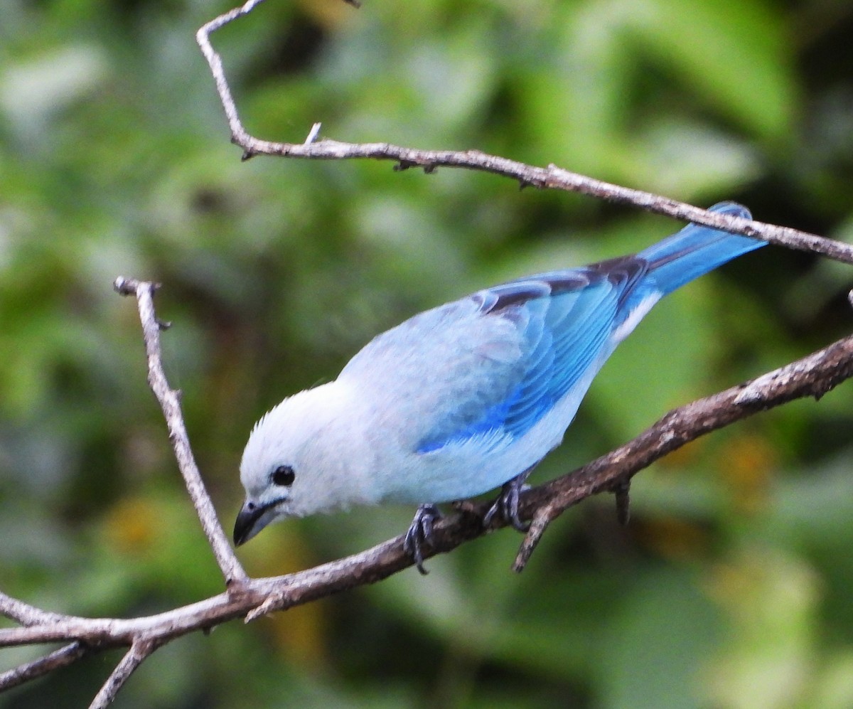 Blue-gray Tanager - ML620812355