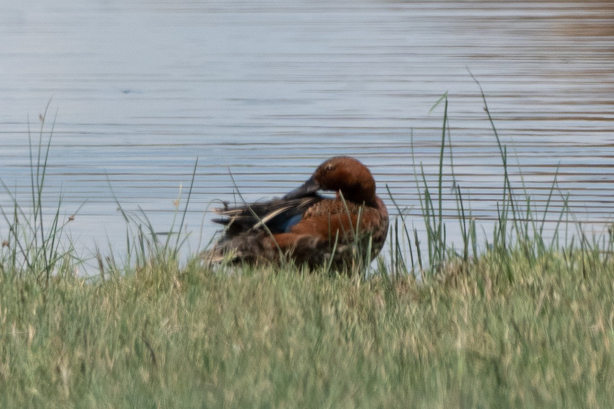 Cinnamon Teal - ML620812363